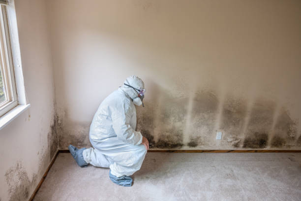 Best Basement Mold Removal  in Owingsville, KY