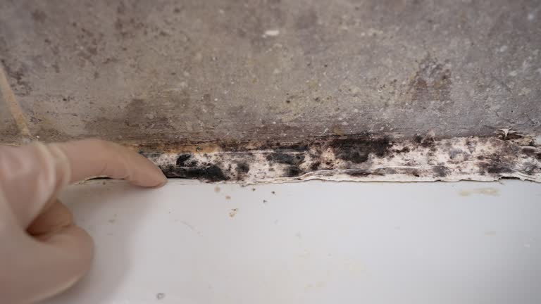 Mold Documentation for Insurance Claims in Owingsville, KY